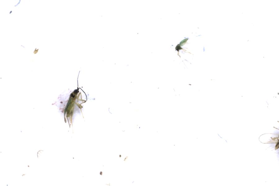 Image 27